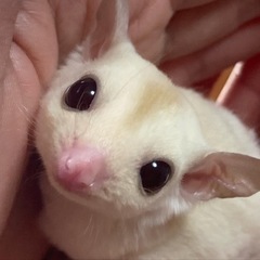 フクロモモンガ　クリミノ　