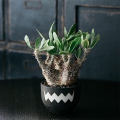 パキポディウム ホロンペンセ