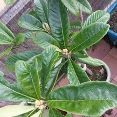 ※🌿国産びわの苗木・完全無農薬・有機栽培100% ★びわの実☆茶葉／びわ茶・びわエキス・ビワ風呂・びわ温灸★の画像