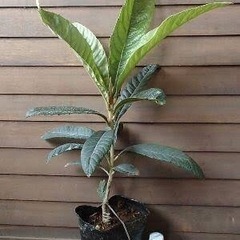 ※🌿国産びわの苗木・完全無農薬・有機栽培100% ★びわの実☆茶葉／びわ茶・びわエキス・ビワ風呂・びわ温灸★の画像