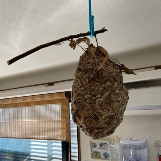 蜂の巣
