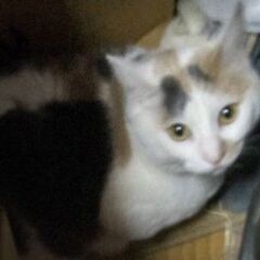 お話し中…★マンチカンの三毛★女の子★3歳【飼い主さんが亡くなら...