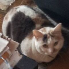 お話し中…★マンチカンの三毛★女の子★3歳【飼い主さんが亡くなられたため緊急募集】 - 猫