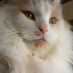 お話し中。長毛茶白のマンチカン★オス★4歳【飼い主さんが飼えなく...