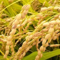 ①お米の備蓄をしましょう    R6年産　玄米　30㌔　自宅で籾...
