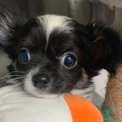 チワワ♂里親募集中