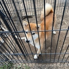 可愛い柴犬です