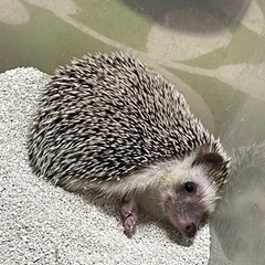 ハリネズミ＊女の子