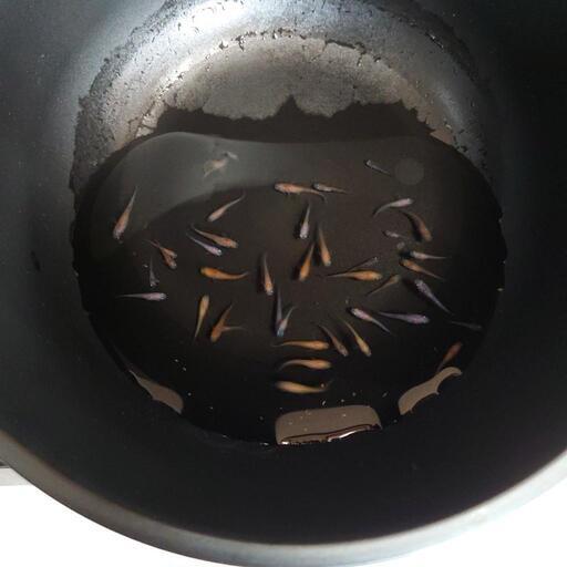 三色ラメめだか幼魚40匹！