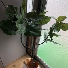 【中古】造花の木