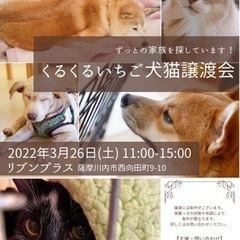 薩摩川内市犬猫譲渡会