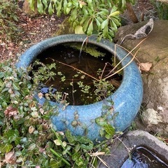 とても立派な火鉢　睡蓮鉢にも