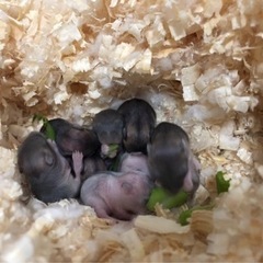 ジャンガリアンハムスター里親募集してます。3月20日以降お渡しできます