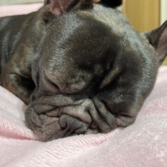フレンチブルドック♂