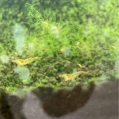 ミナミヌマエビ　20匹　熱帯魚水槽　メダカ水槽に