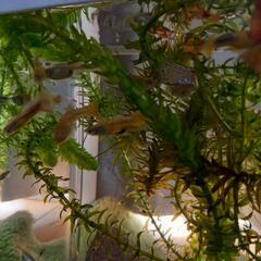 熱帯魚グッピー20匹ほど　300円