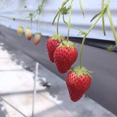 【20〜30歳代募集♪】旬のいちご🍓を食べに行こう☆(新宿)  