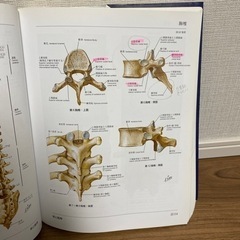 Netter ネッター解剖学アトラス　第４版の画像