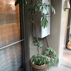 パキラ