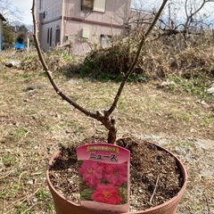 バラ苗　ニュース