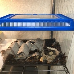 デュビアお譲りします
