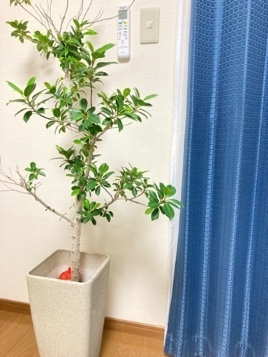 観葉植物×カーペット