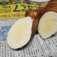 超希少!越冬キャッサバ苗!3Kg以上の収穫可!フライドキャッサバ美味しいです!の画像