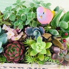 多肉植物寄せ植え(ピンクの小鳥)の画像