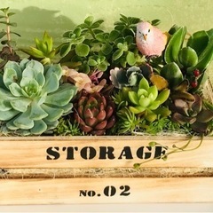 多肉植物寄せ植え(ピンクの小鳥)
