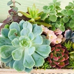 多肉植物寄せ植え(ピンクの小鳥)の画像