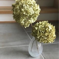 アナベル紫陽花　ドライフラワーの画像