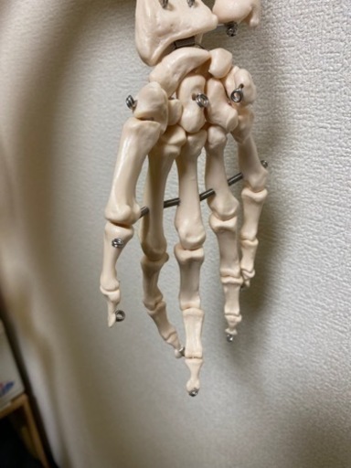 全身骨格模型　等身大