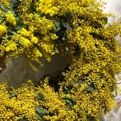 ミモザ　花粒