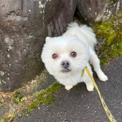 『交渉中』ポメラニアン＆マルチーズのMIX犬