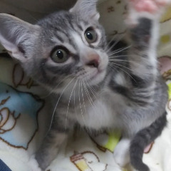個人で猫の保護活動をしています。