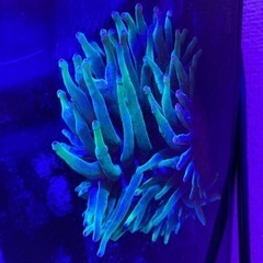 【取引中】サンゴイソギンチャク　グリーン　パープルチップ　海水魚　サンゴの画像