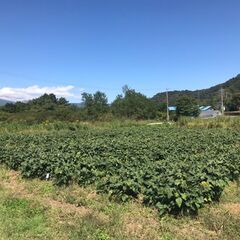 【無農薬で健康野菜作り！練習講座】（企画中のテスト開催のため、受...