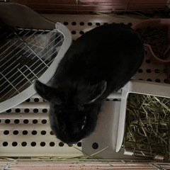 ミニうさぎ  2歳