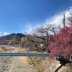 3/12（土）梅ウォーク＆フォト【高尾山近く】20-40中心 - 新宿区