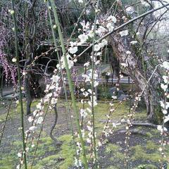 お花見に行きませんか？