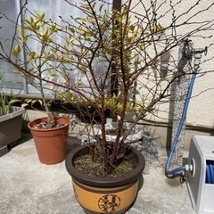 ブルーベリーの木