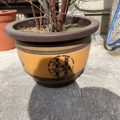ブルーベリーの木の画像