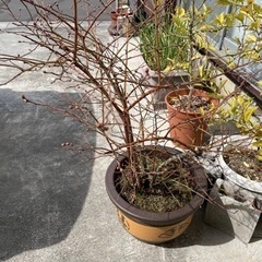 ブルーベリーの木の画像