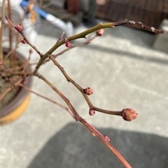 ブルーベリーの木の画像