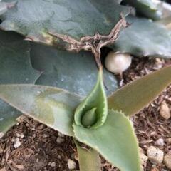 雷神 アガベ カキコの画像