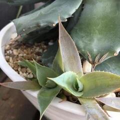 雷神 アガベ カキコ