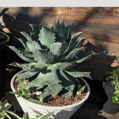 雷神 アガベ カキコの画像