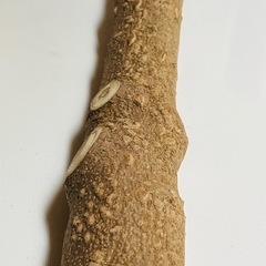 引っ越しのため、お値下げ！樹齢約26年　国産山椒の木　すりこぎ用特大サイズの画像