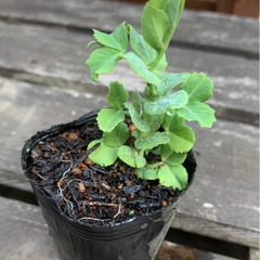 スナップエンドウ つる有りスナップ 植物苗 大人気