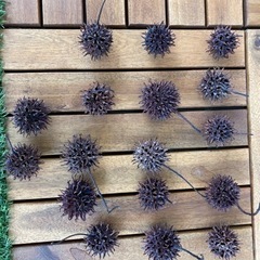 フウの実　紅葉馬楓　モミジバフウの画像